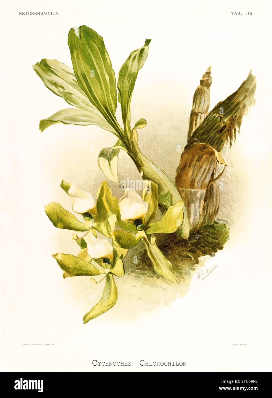Old illustration of Green-Lipped Cycnoches (Cycnoches chlorochilon). Reichenbachia, by F. Sander. St. Albans, UK, 1888 - 1894 Stock Photo