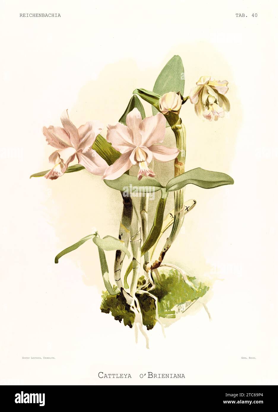 Old illustration of Dolose Cattleya (Cattleya dolosa). Reichenbachia, by F. Sander. St. Albans, UK, 1888 - 1894 Stock Photo