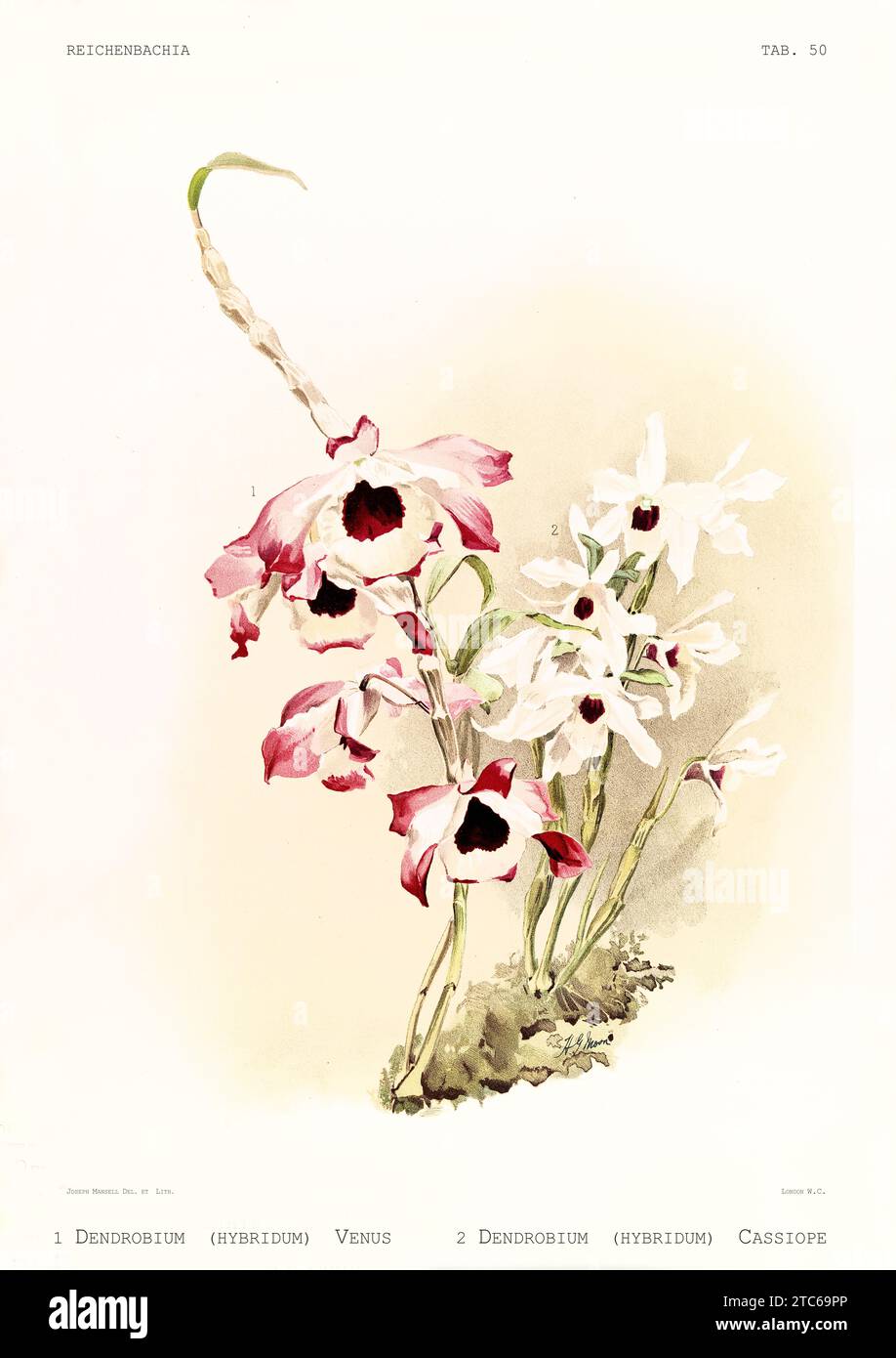 Old illustration of  Dendrobium venus and Dendrobium cassiope. Reichenbachia, by F. Sander. St. Albans, UK, 1888 - 1894 Stock Photo