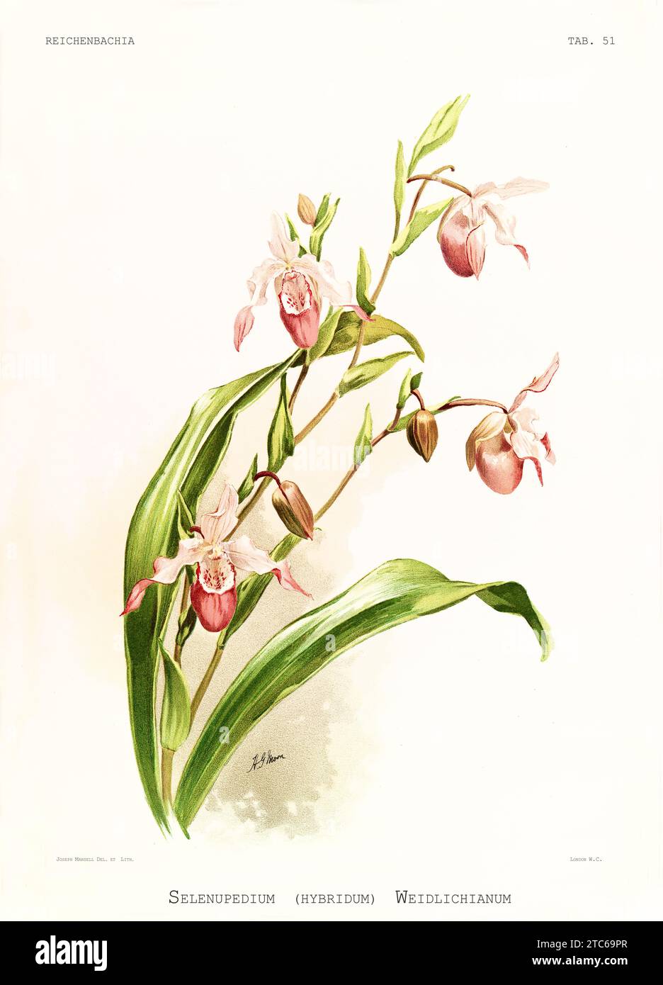 Old illustration of  Powder Puff (Phragmipedium sedenii). Reichenbachia, by F. Sander. St. Albans, UK, 1888 - 1894 Stock Photo