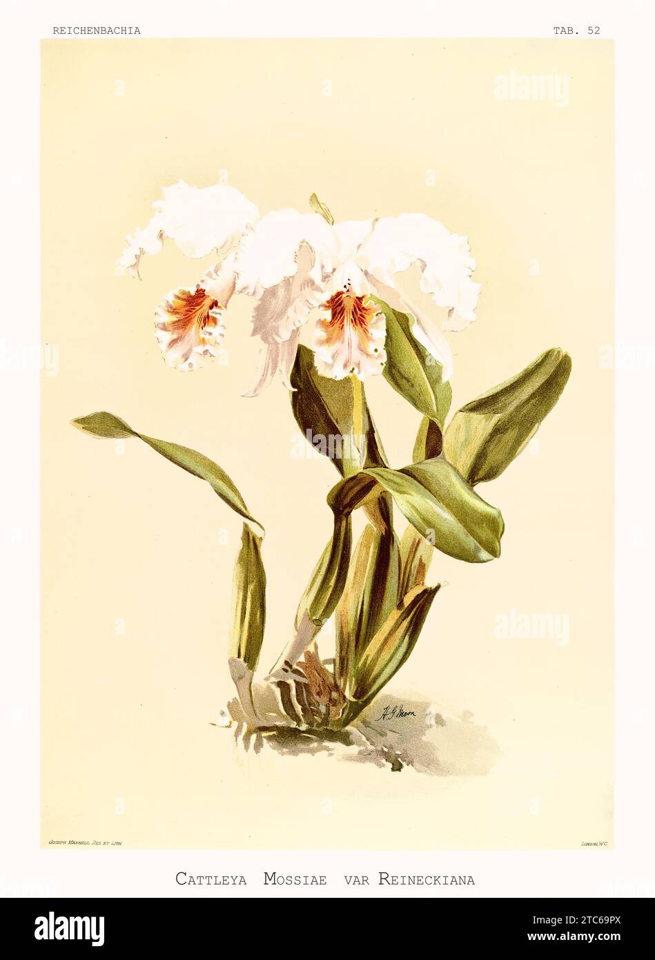 Old illustration of  Easter Orchid (Cattleya mossiae). Reichenbachia, by F. Sander. St. Albans, UK, 1888 - 1894 Stock Photo