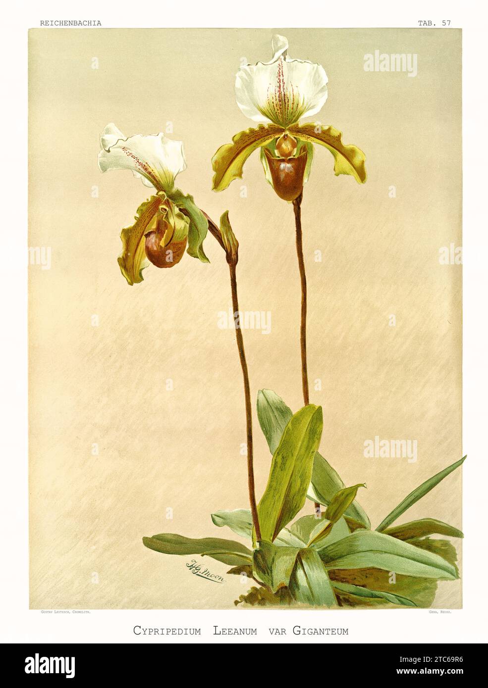 Old illustration of  Cypripedium leeanum. Reichenbachia, by F. Sander. St. Albans, UK, 1888 - 1894 Stock Photo