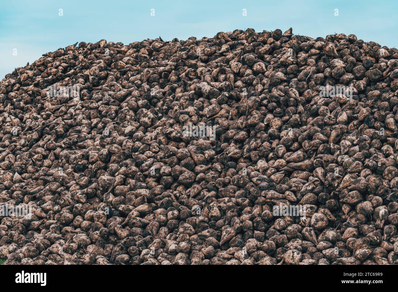 Pile of harvested sugar beet root crops in the field, selective focus Stock Photo