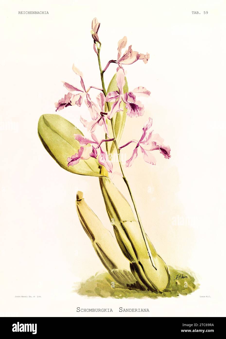 Old illustration of  Galeotti's Schonburgkia (Myrmecophila galeottiana). Reichenbachia, by F. Sander. St. Albans, UK, 1888 - 1894 Stock Photo