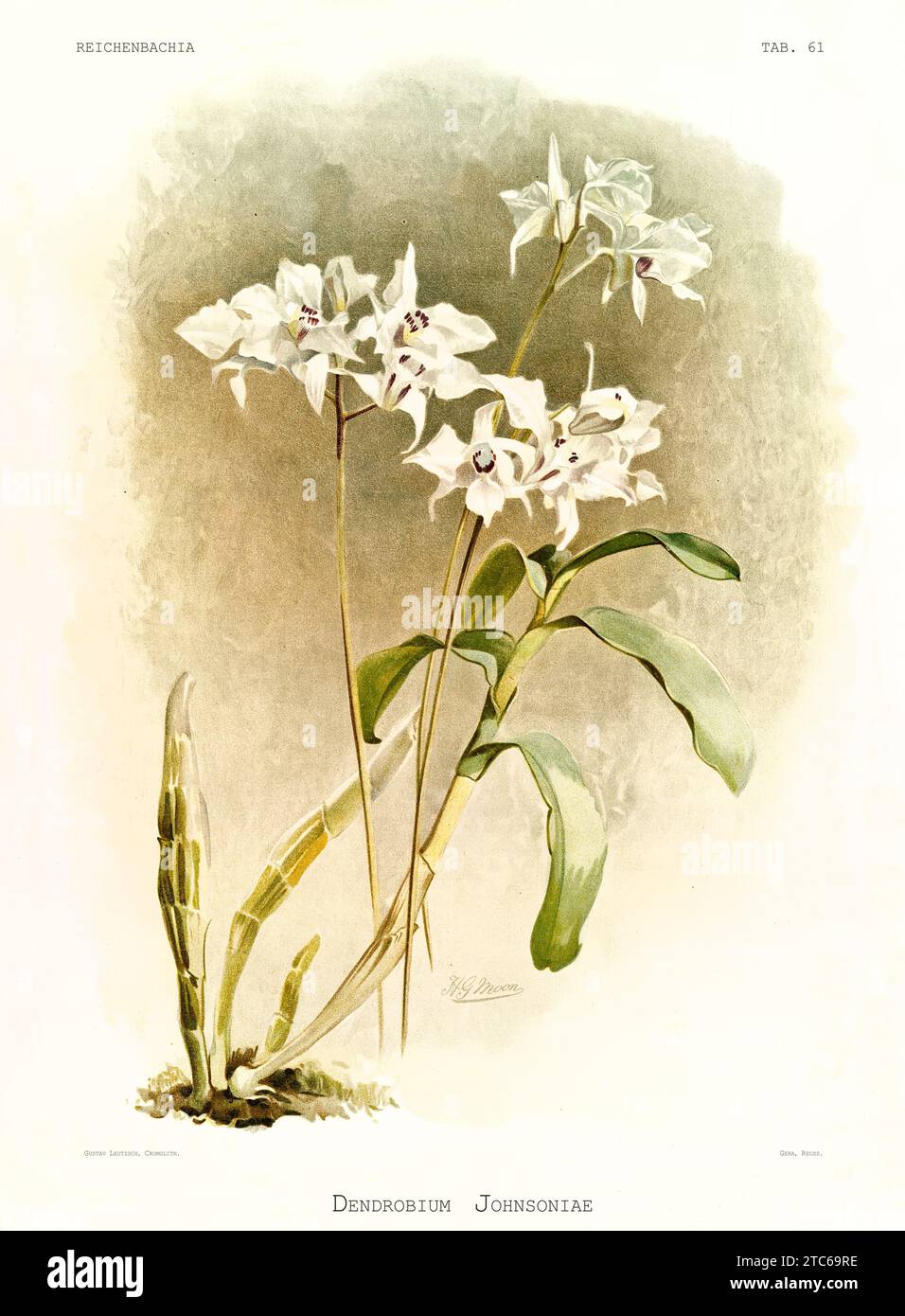 Old illustration of  Johnson's Dendrobium (Dendrobium johnsoniae). Reichenbachia, by F. Sander. St. Albans, UK, 1888 - 1894 Stock Photo