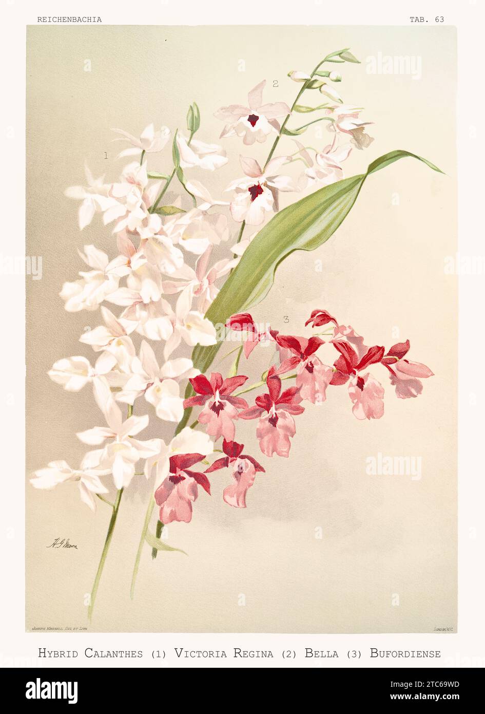 Old illustration of  Christmas Orchids (Calanthe hybrids). Reichenbachia, by F. Sander. St. Albans, UK, 1888 - 1894 Stock Photo