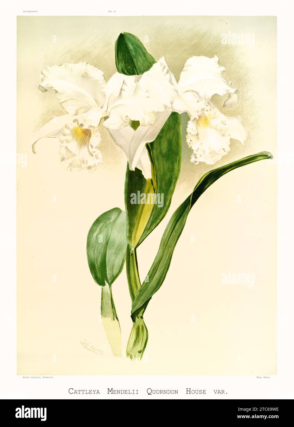 Old illustration of Mendel's Cattleya (Cattleya mendelii). Reichenbachia, by F. Sander. St. Albans, UK, 1888 - 1894 Stock Photo