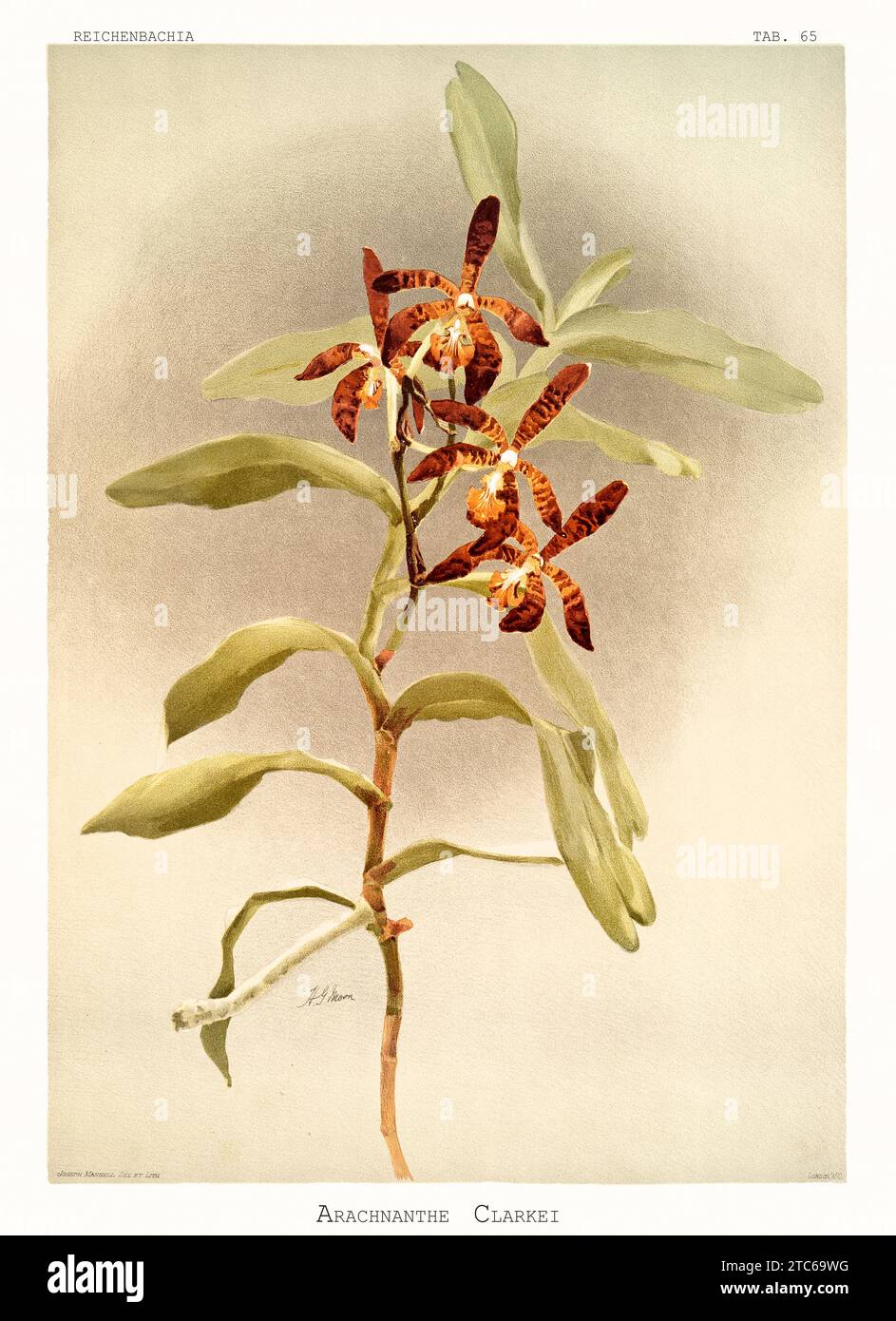 Old illustration of Clark's Arachnanthe (Arachnanthe clarkeii). Reichenbachia, by F. Sander. St. Albans, UK, 1888 - 1894 Stock Photo