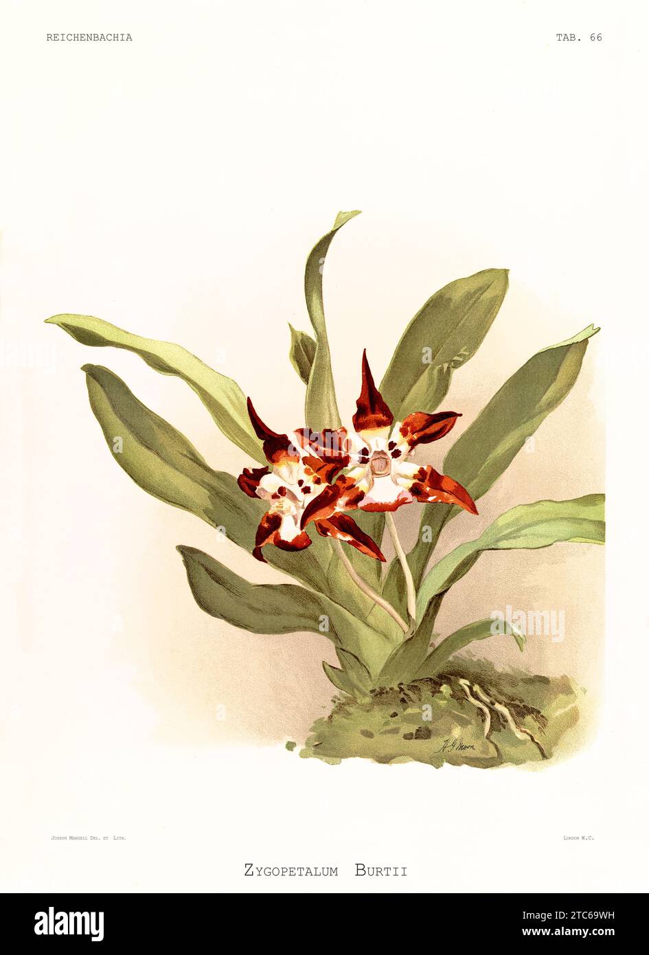 Old illustration of Burt's Huntleya (Huntleya burtii). Reichenbachia, by F. Sander. St. Albans, UK, 1888 - 1894 Stock Photo