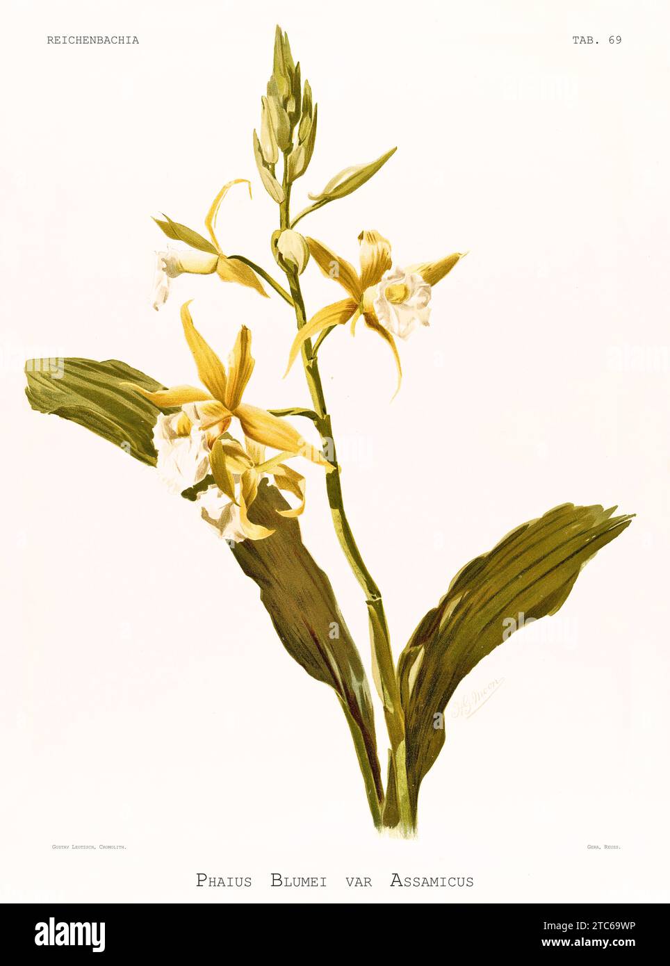 Old illustration of Nun's Orchid (Phaius tankervilleae). Reichenbachia, by F. Sander. St. Albans, UK, 1888 - 1894 Stock Photo