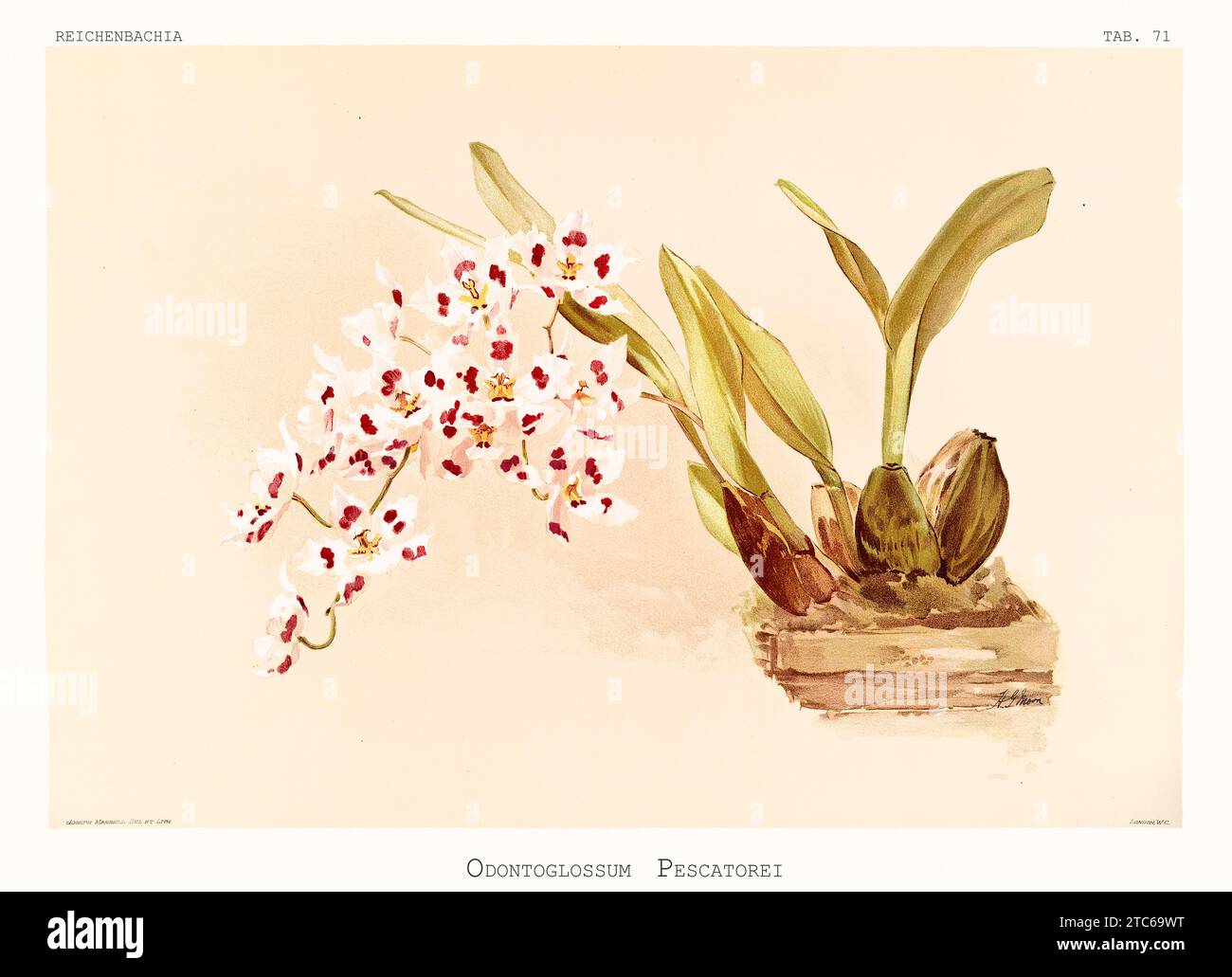 Old illustration of  Grand Odontoglossum (Oncidium nobile). Reichenbachia, by F. Sander. St. Albans, UK, 1888 - 1894 Stock Photo