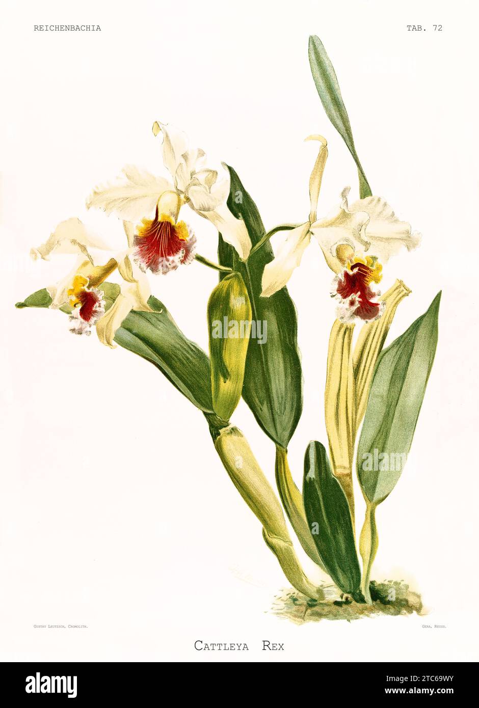 Old illustration of  King of the Cattleyas (Cattleya rex). Reichenbachia, by F. Sander. St. Albans, UK, 1888 - 1894 Stock Photo