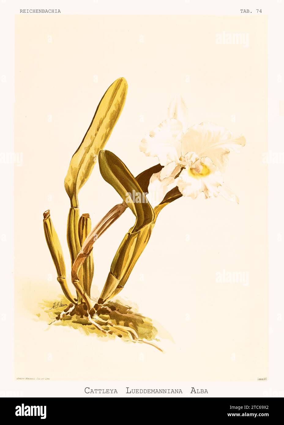 Old illustration of  Lueddemann's Cattleya (Cattleya lueddemanniana var. alba). Reichenbachia, by F. Sander. St. Albans, UK, 1888 - 1894 Stock Photo