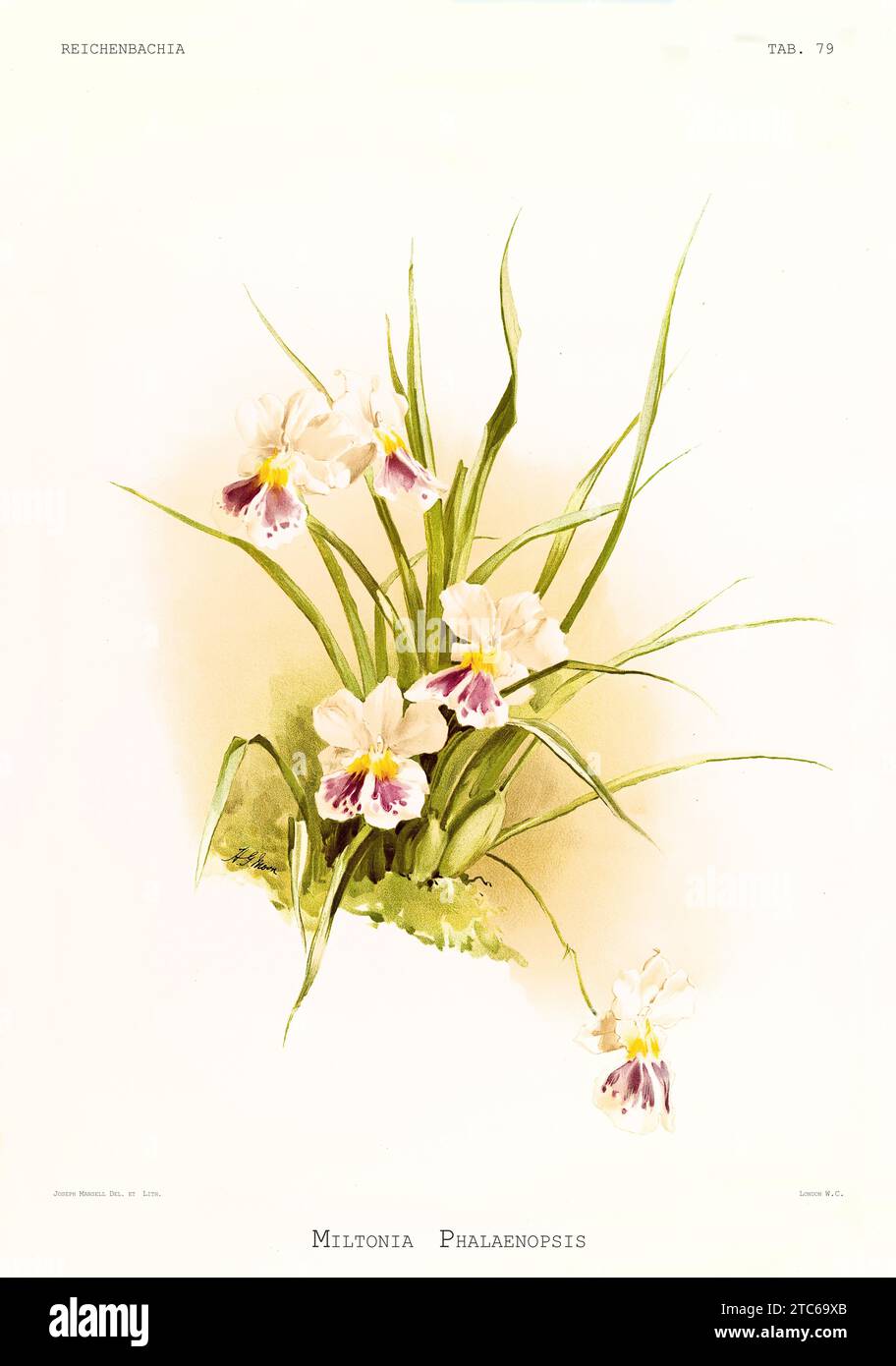 Old illustration of  Miltoniopsis phalaenopsis. Reichenbachia, by F. Sander. St. Albans, UK, 1888 - 1894 Stock Photo