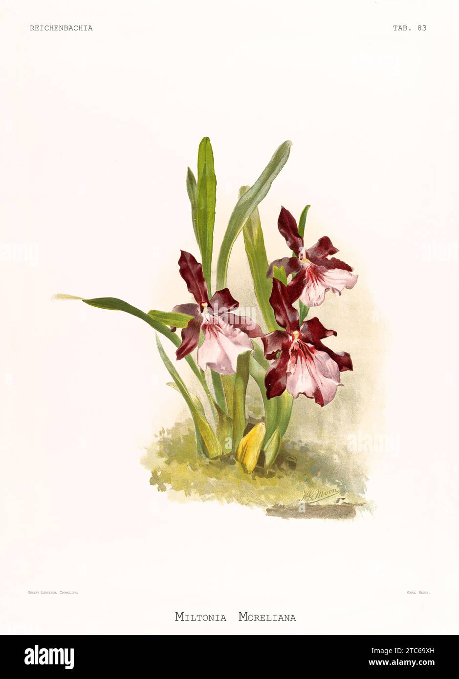 Old illustration of  Morel's Miltonia (Miltonia moreliana). Reichenbachia, by F. Sander. St. Albans, UK, 1888 - 1894 Stock Photo