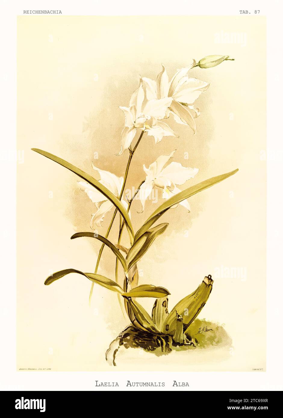 Old illustration of  Laelia autumnalis var. alba. Reichenbachia, by F. Sander. St. Albans, UK, 1888 - 1894 Stock Photo