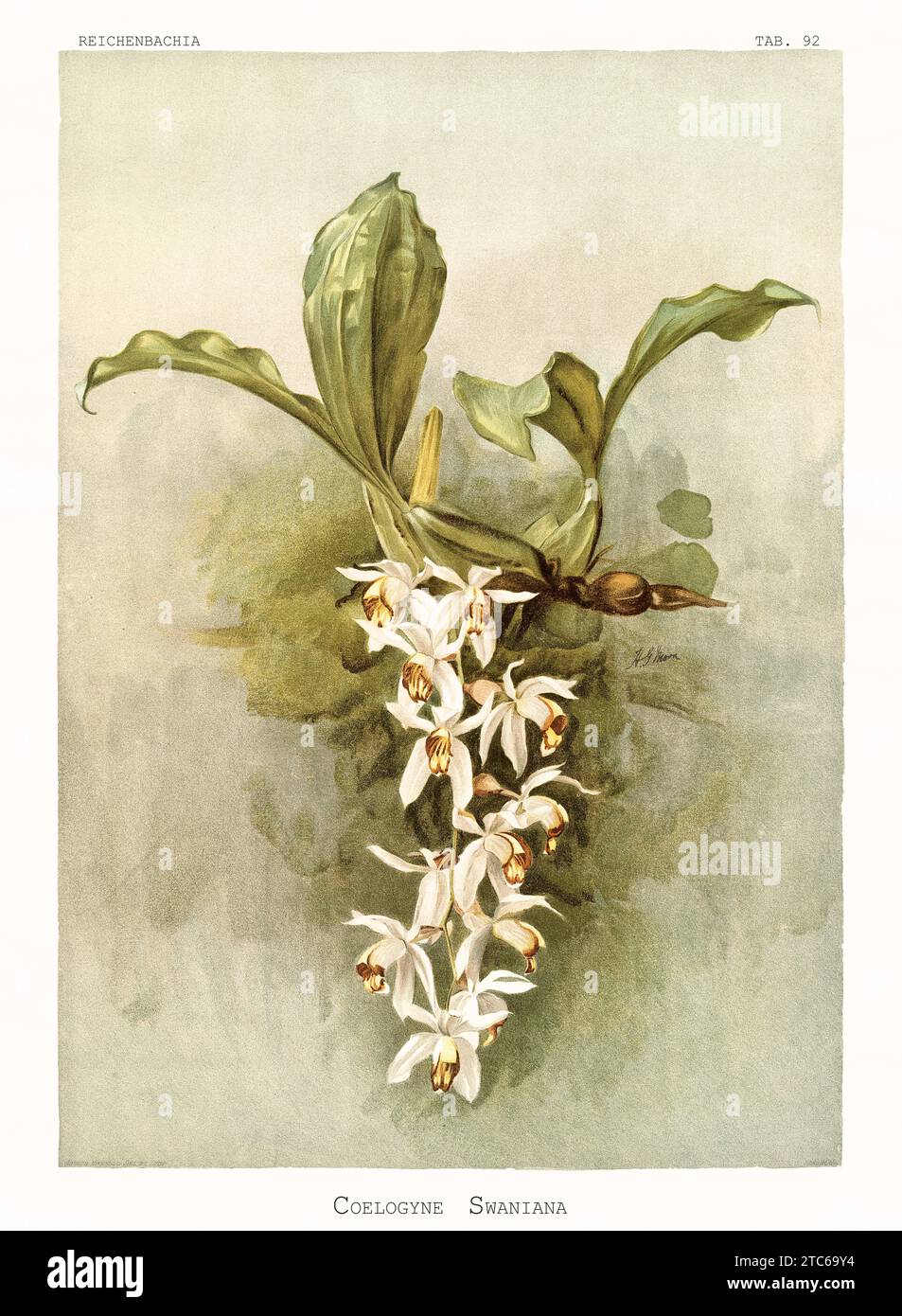 Old illustration of  Swain's Coelogyne (Coelogyne swaniana). Reichenbachia, by F. Sander. St. Albans, UK, 1888 - 1894 Stock Photo