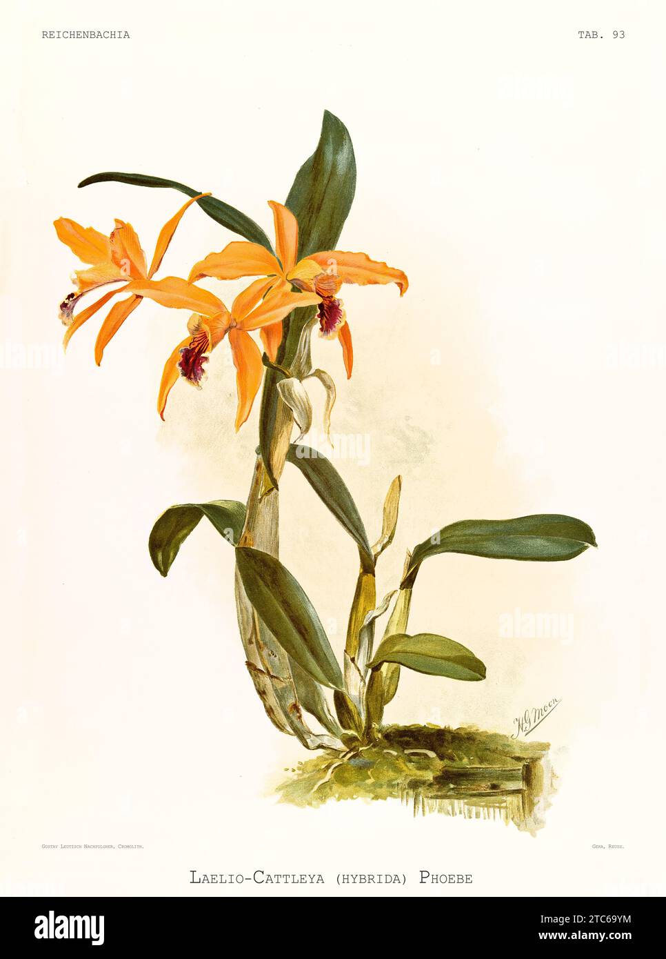 Old illustration of  Laelio-cattleya phoebe. Reichenbachia, by F. Sander. St. Albans, UK, 1888 - 1894 Stock Photo