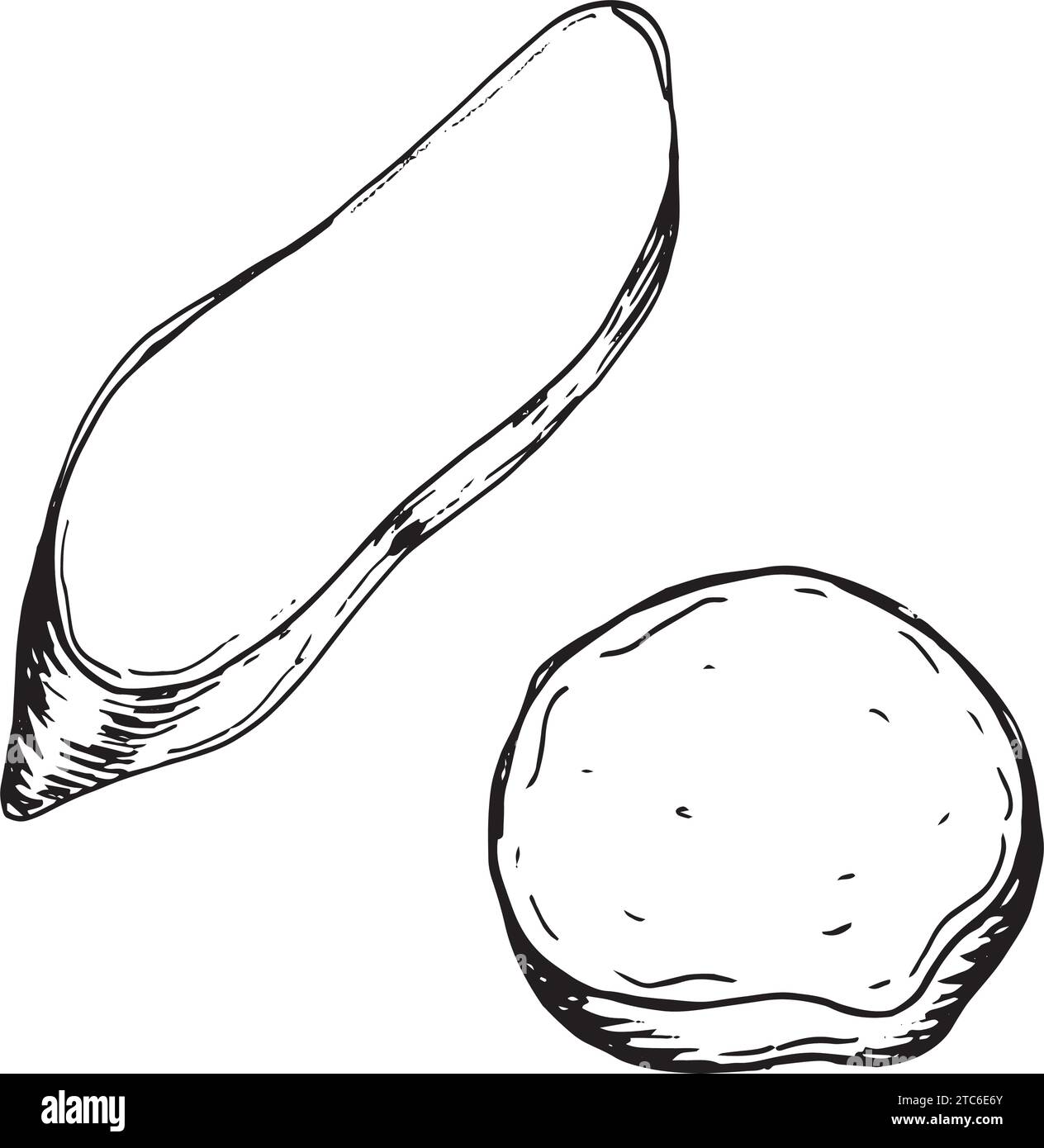 Part of sweet potatoes vector illustration isolated on white. Piece of