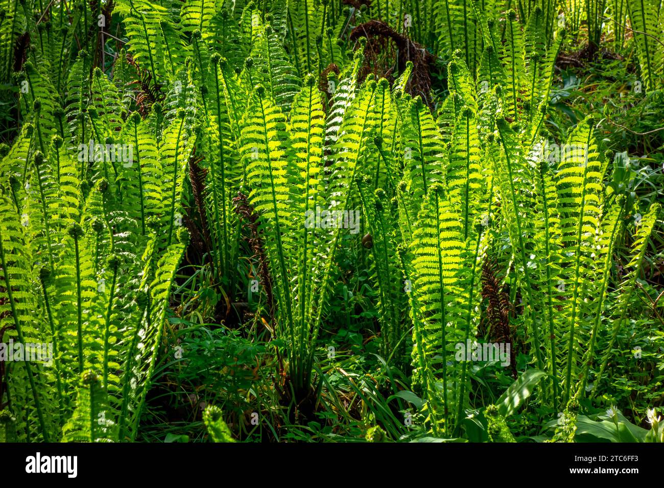 Close up of young Royal fern (Osmunda regalis) Stock Photo