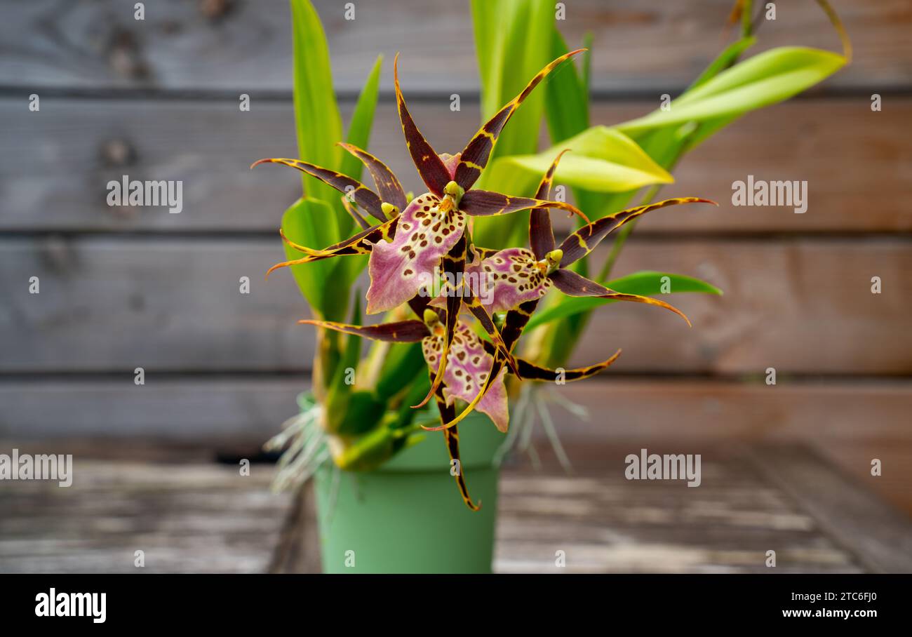 Close up of  flowering Spider orchid (Brassia) with three flowers Stock Photo