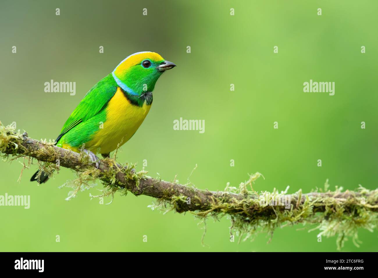 Golden-browed chlorophonia (Chlorophonia callophrys) is a species of bird in the family Fringillidae. It is found in Costa Rica and Panama. Stock Photo