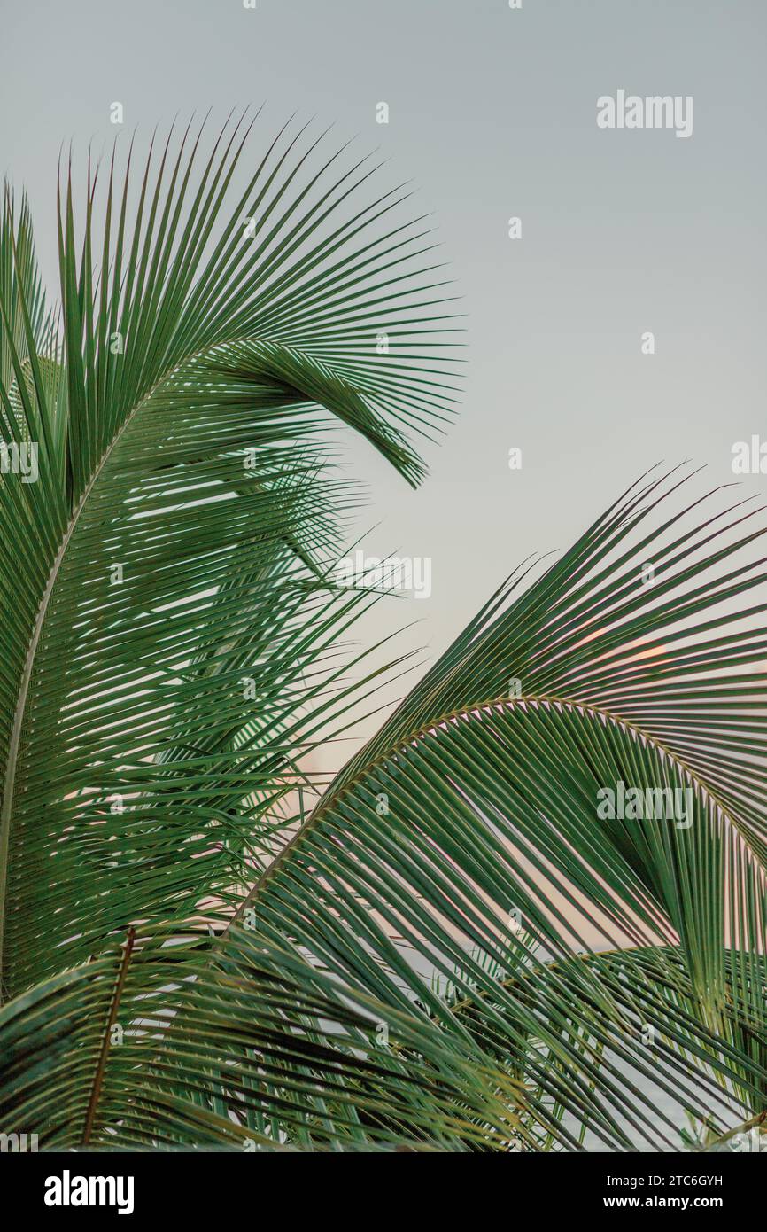 Palm leaves outline hi-res stock photography and images - Alamy