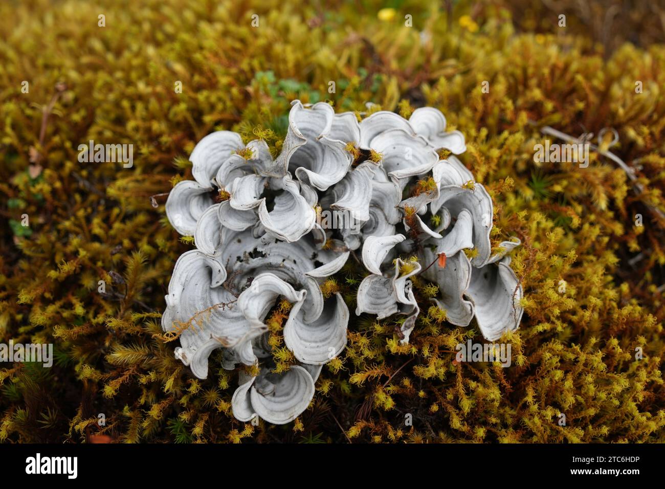 A cluster of Dictyonema pavonium sprouting from the green grass in Chingaza National Park, Colombia Stock Photo