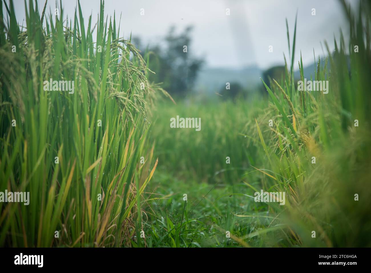 Organic rice field farm scenery Stock Photo