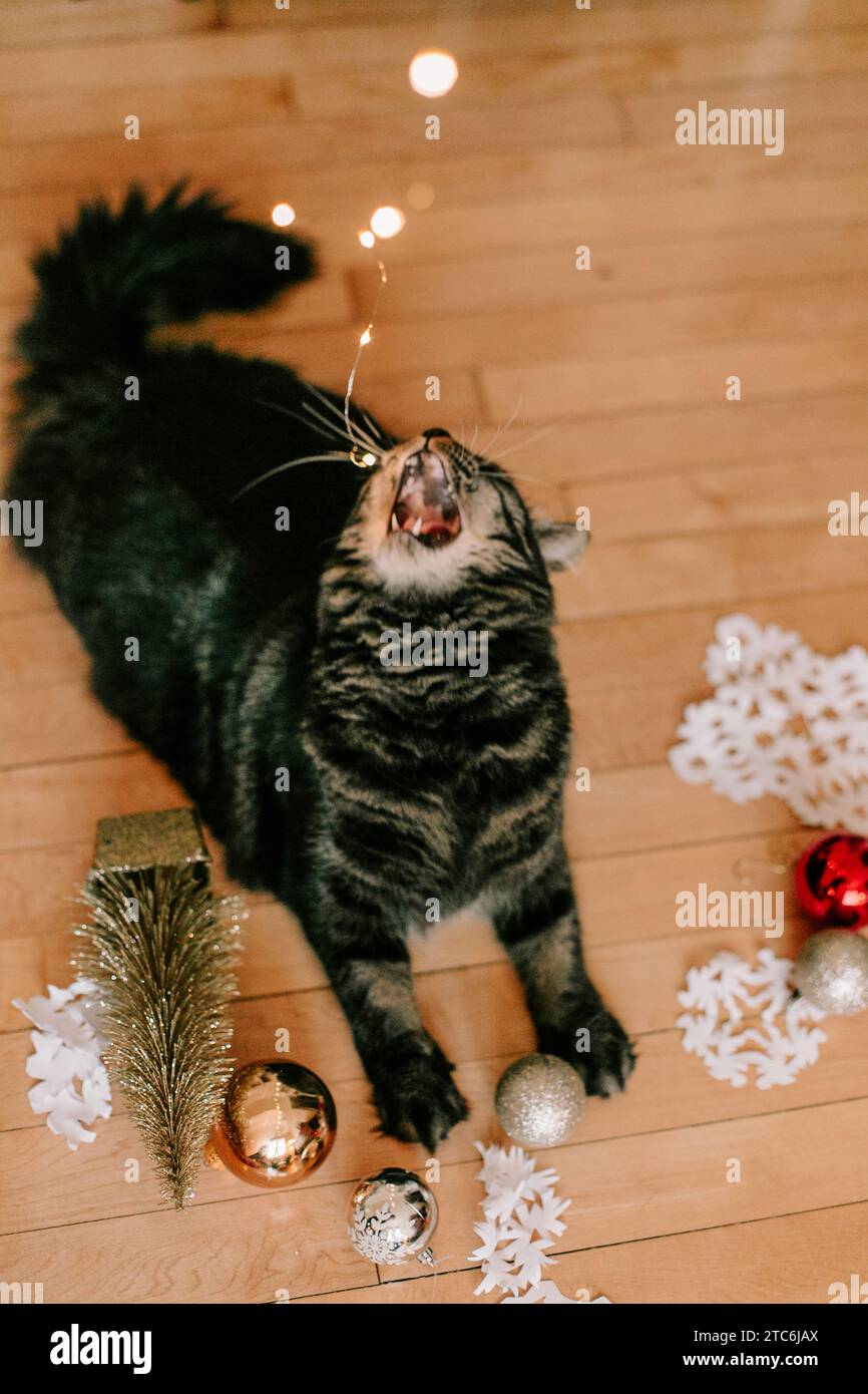 Cat eating christmas lights online