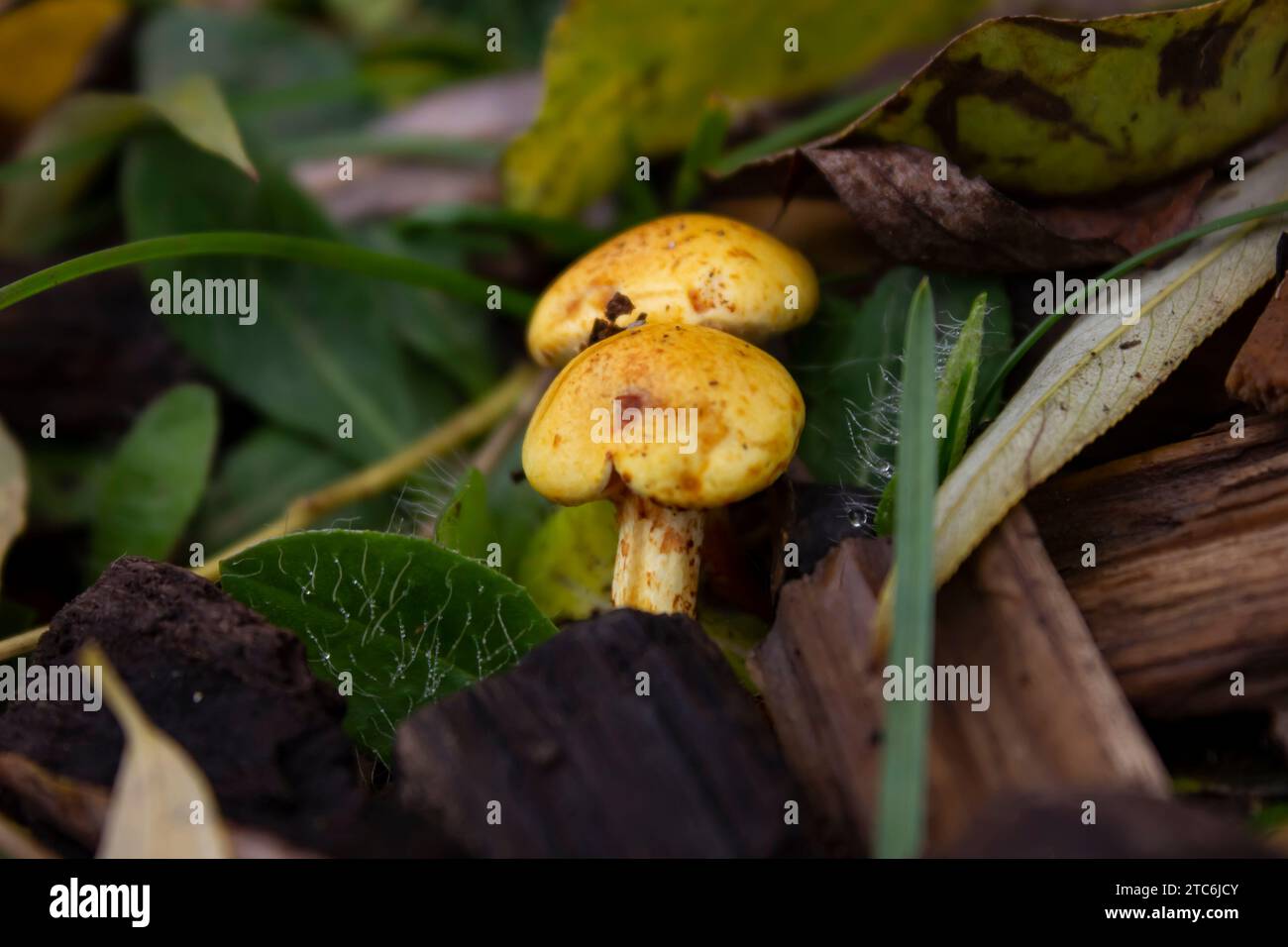 The vibrant yellow mushrooms in a lush forest of green foliage Stock Photo