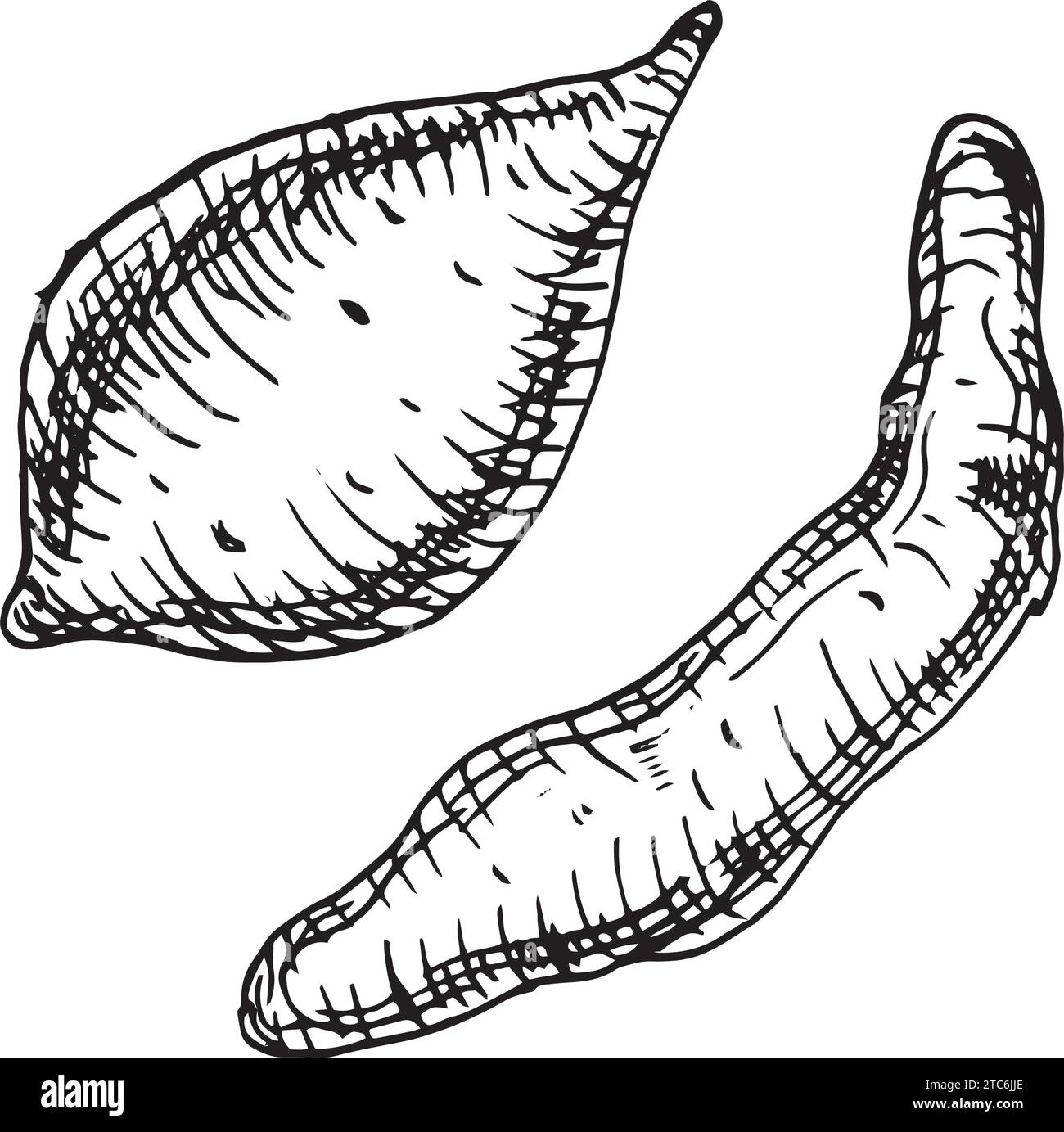 Set of sweet potatoes vector illustration isolated on white. Whole of