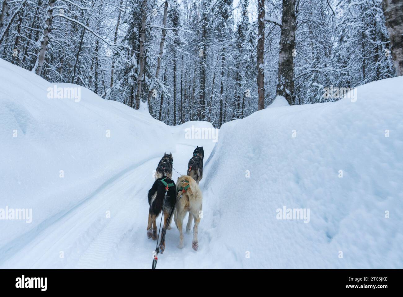 Dog sled team runs through deep snow in forest in Alaska Stock Photo