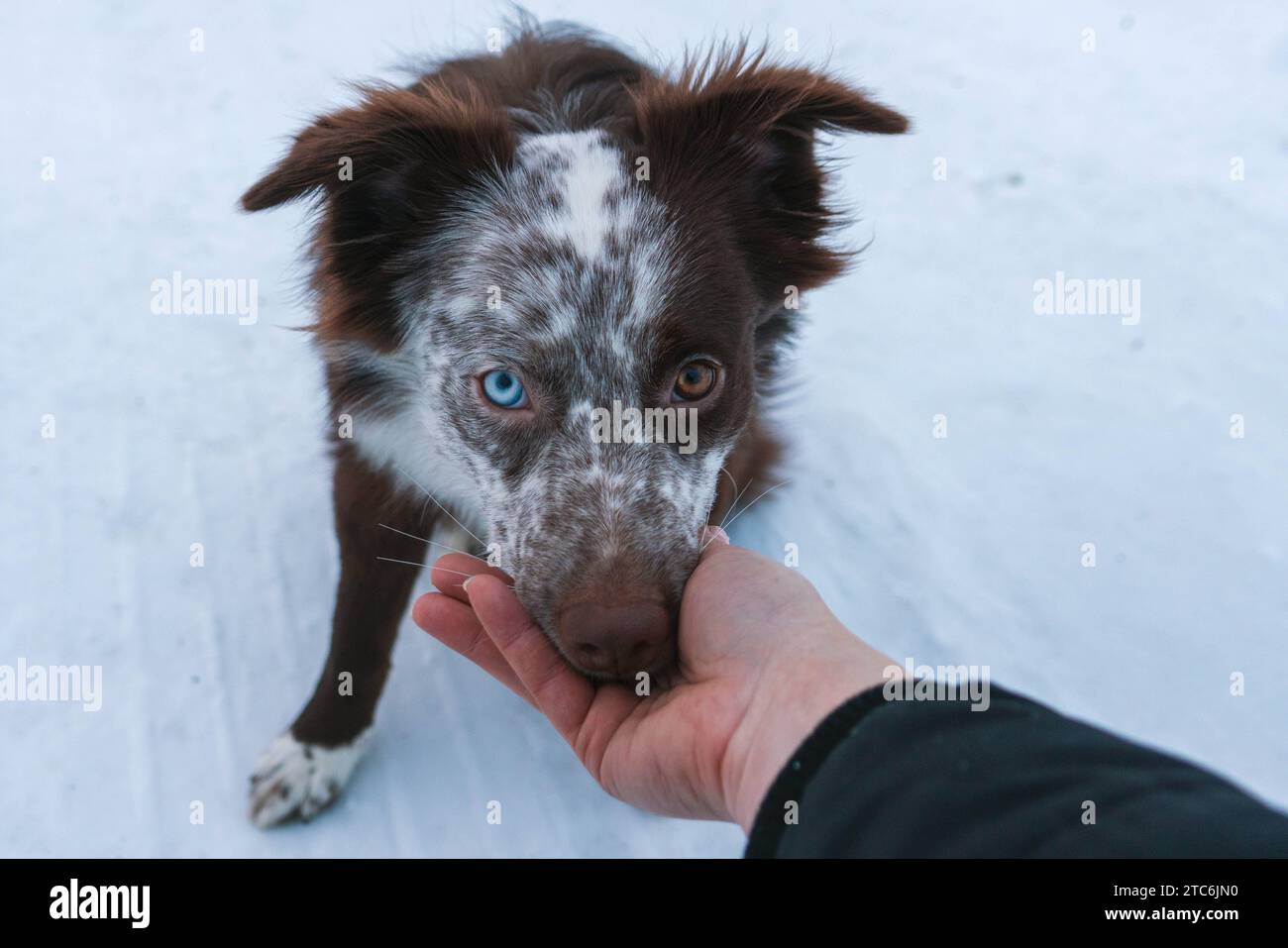 Australian Shepard dog with heterchromia rests head in hand Stock Photo