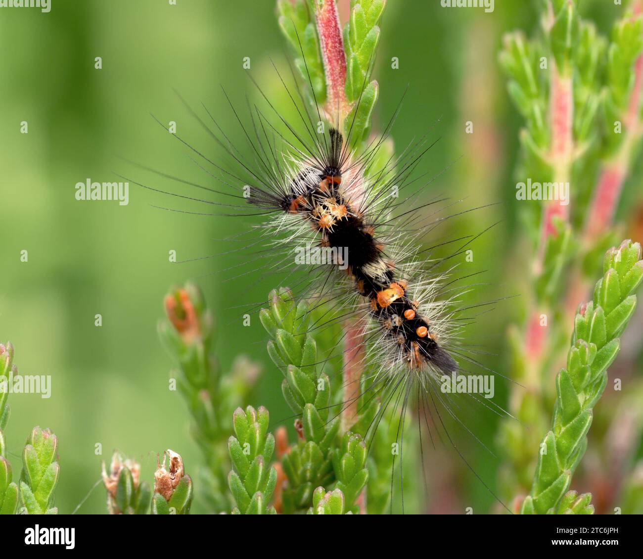 Vapourer Moth caterpillar (Orgyia antigua) on heather. Tipperary, Ireland Stock Photo