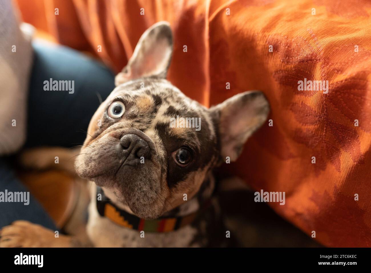 dappled french bulldog looking for table scraps under a table Stock Photo