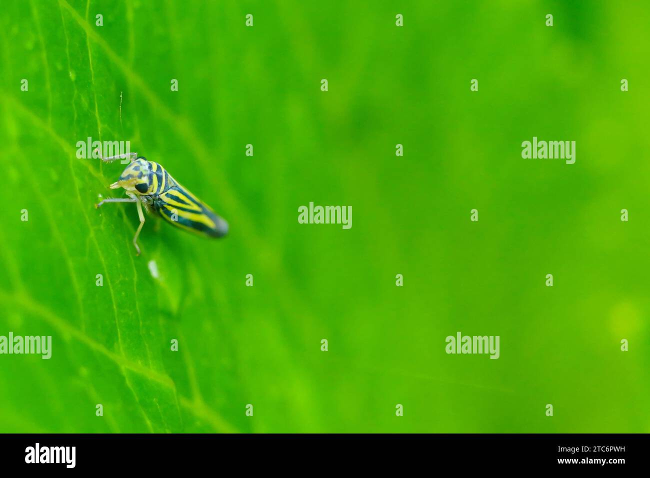 Close-up of a Eupterycyba jucunda or a blue striped leafhopper sitting on a green leaf. Macro Photography. Stock Photo