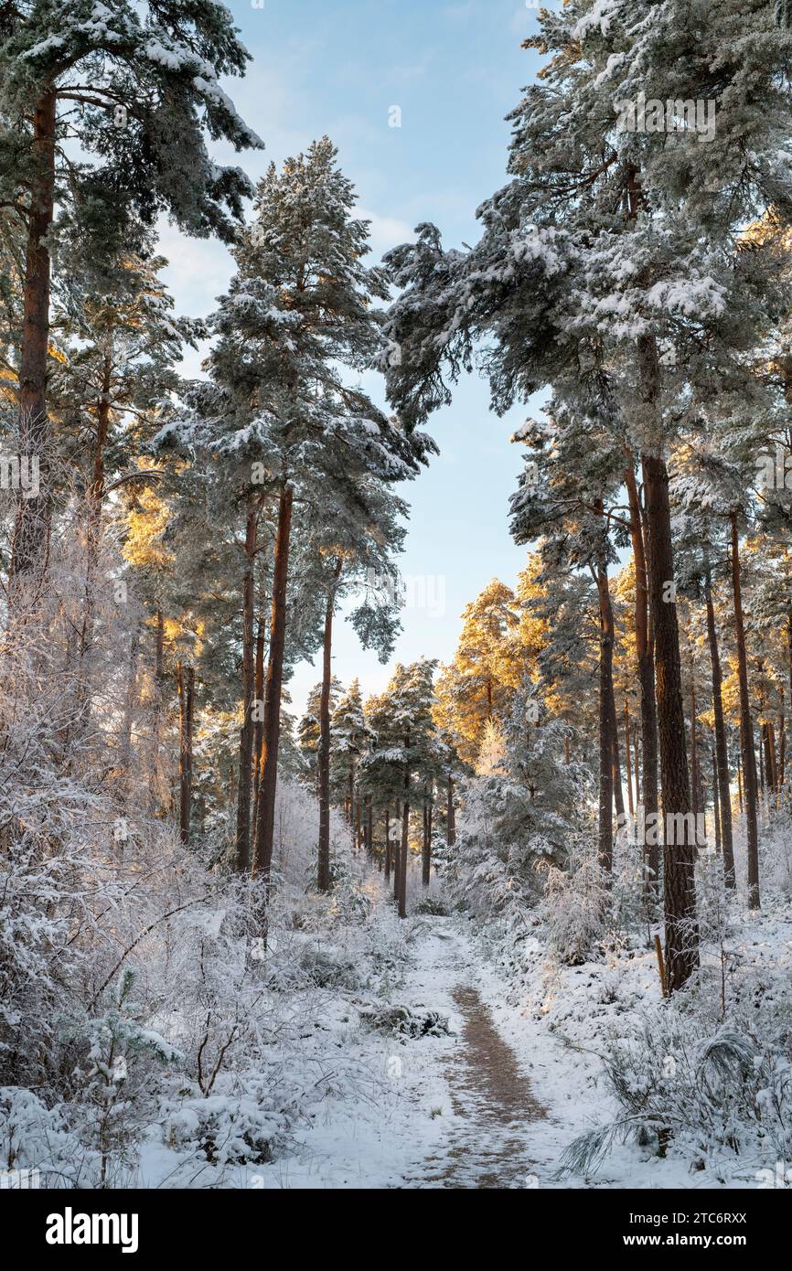 Pine trees in the snow at sunset. Grantown on Spey, Morayshire, Scotland Stock Photo