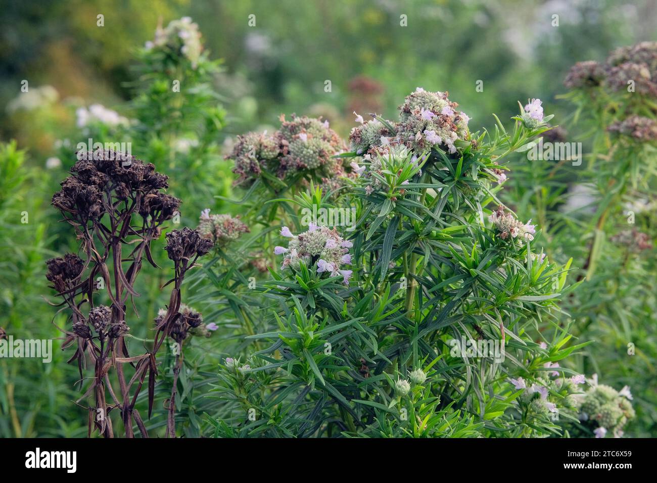 Pycnanthemum virginianum is growing in garden. Green bush in country garden. Cultivated for its romantic flowers. Stock Photo