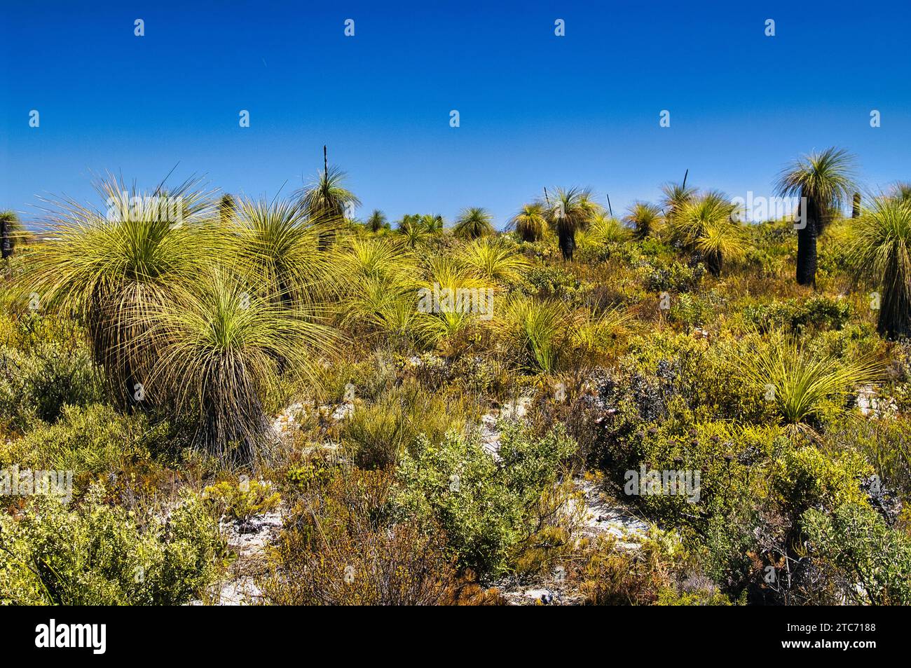 Grass trees and coastal dune vegetation with low shrubs in Lesueur National Park, on the west coast of Western Australia Stock Photo