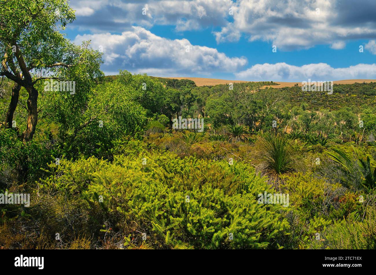 Landscape with green shrub vegetation in Lesueur National Park in the Western Australian Wheat Belt. Stock Photo