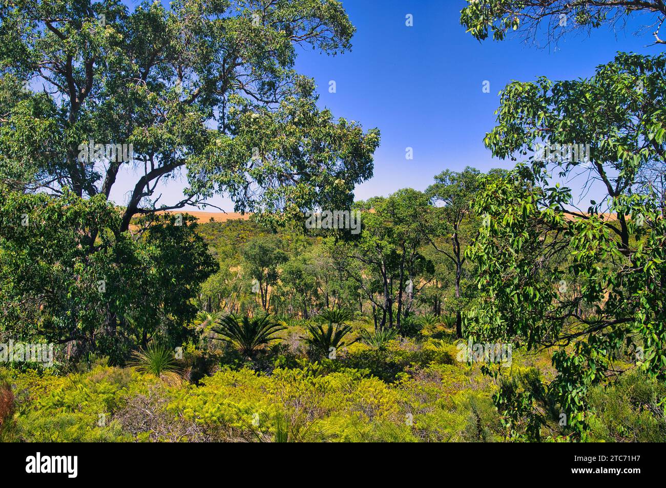 Landscape with eucalyptus trees, grass trees and green shrub vegetation in Lesueur National Park in the Western Australian Wheat Belt. Stock Photo
