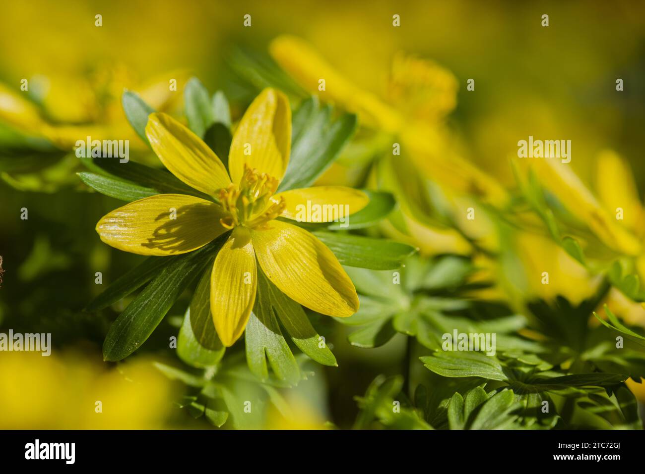 3334cfd8 hi-res stock photography and images - Alamy