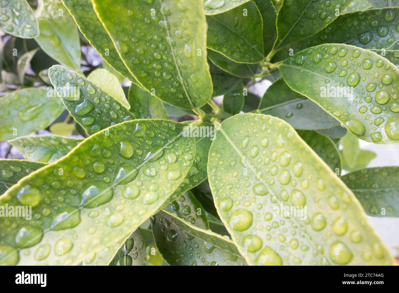 Rain drops on Orange tree leaves, Herefordshire UK. July 2020 Stock Photo