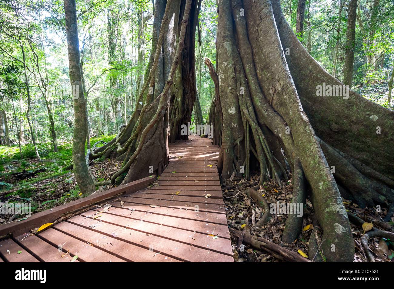 Walking track through the tree in Bunya Mountains National Park, Queensland, Australia Stock Photo