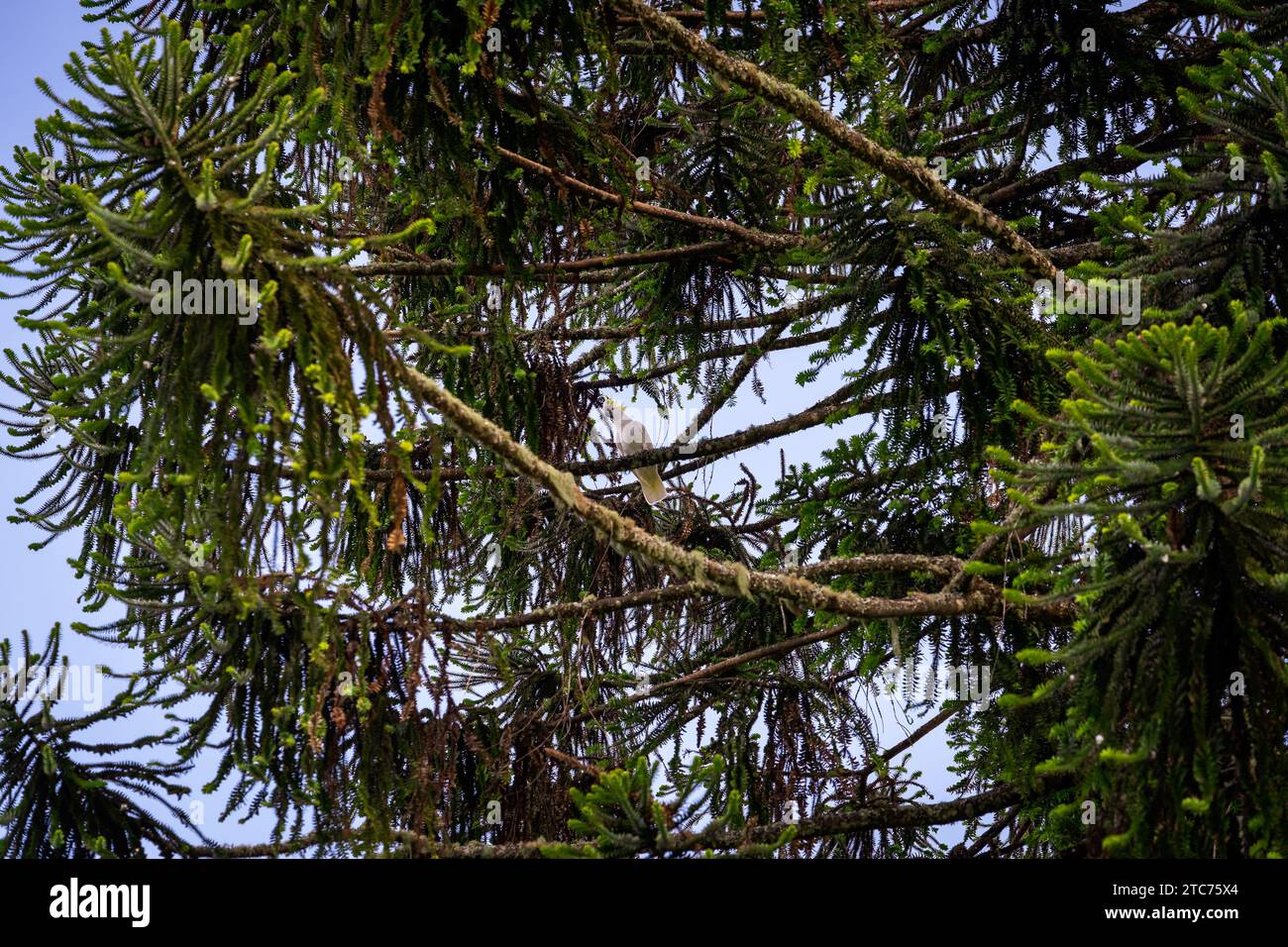 White cockatoo sitting on the Bunya pine tree branch Stock Photo