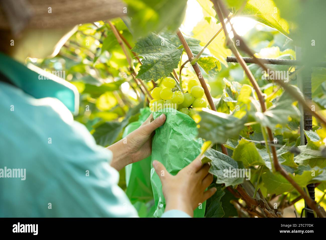 A young female farmer puts a bag on her vineyard to prevent fruit tree disease. Stock Photo
