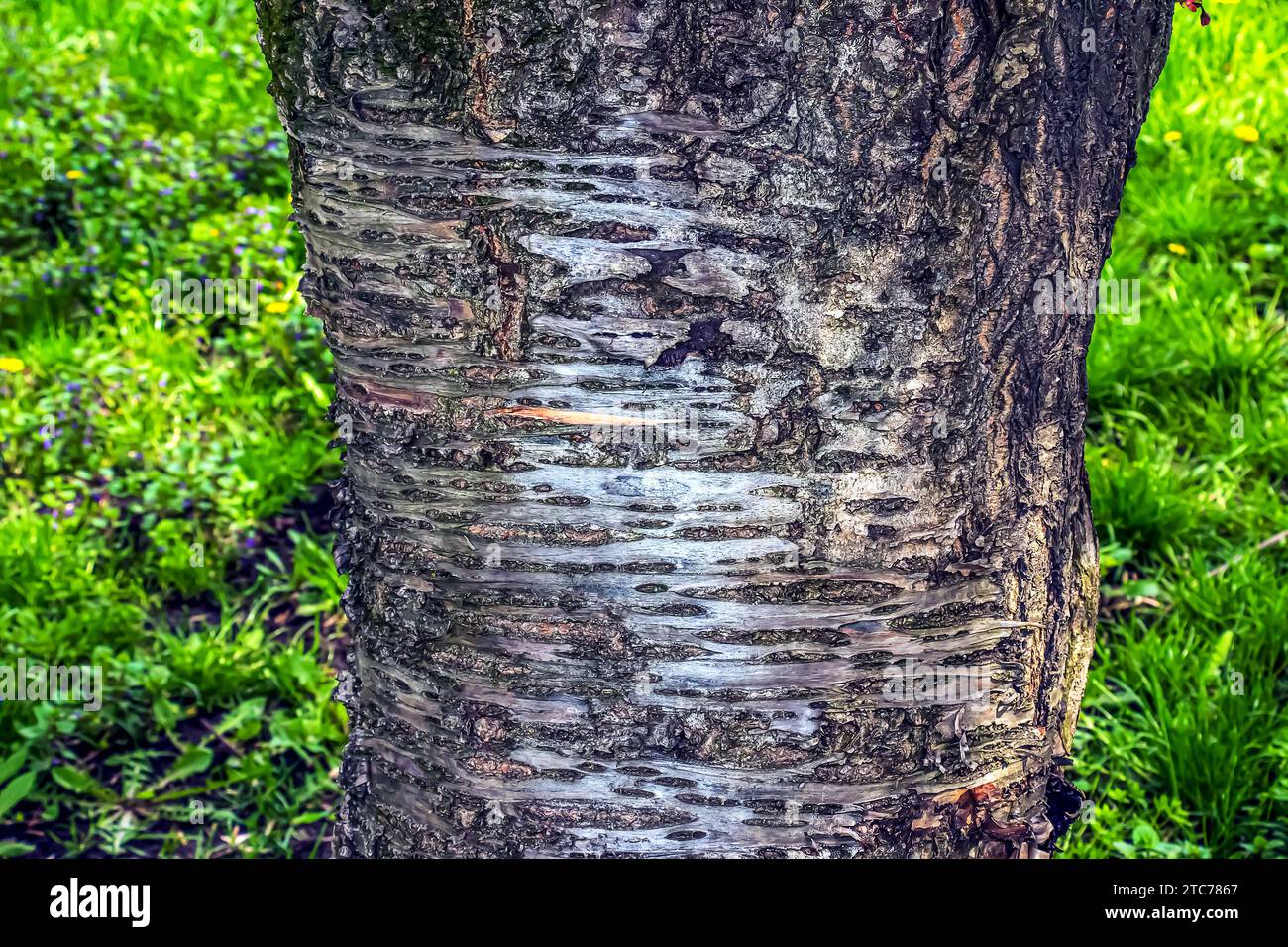 Sakura or Prunus serrulata bark close-up. The texture of the trunk of Sakura. Background from living wood. Forest nature skin. Stock Photo