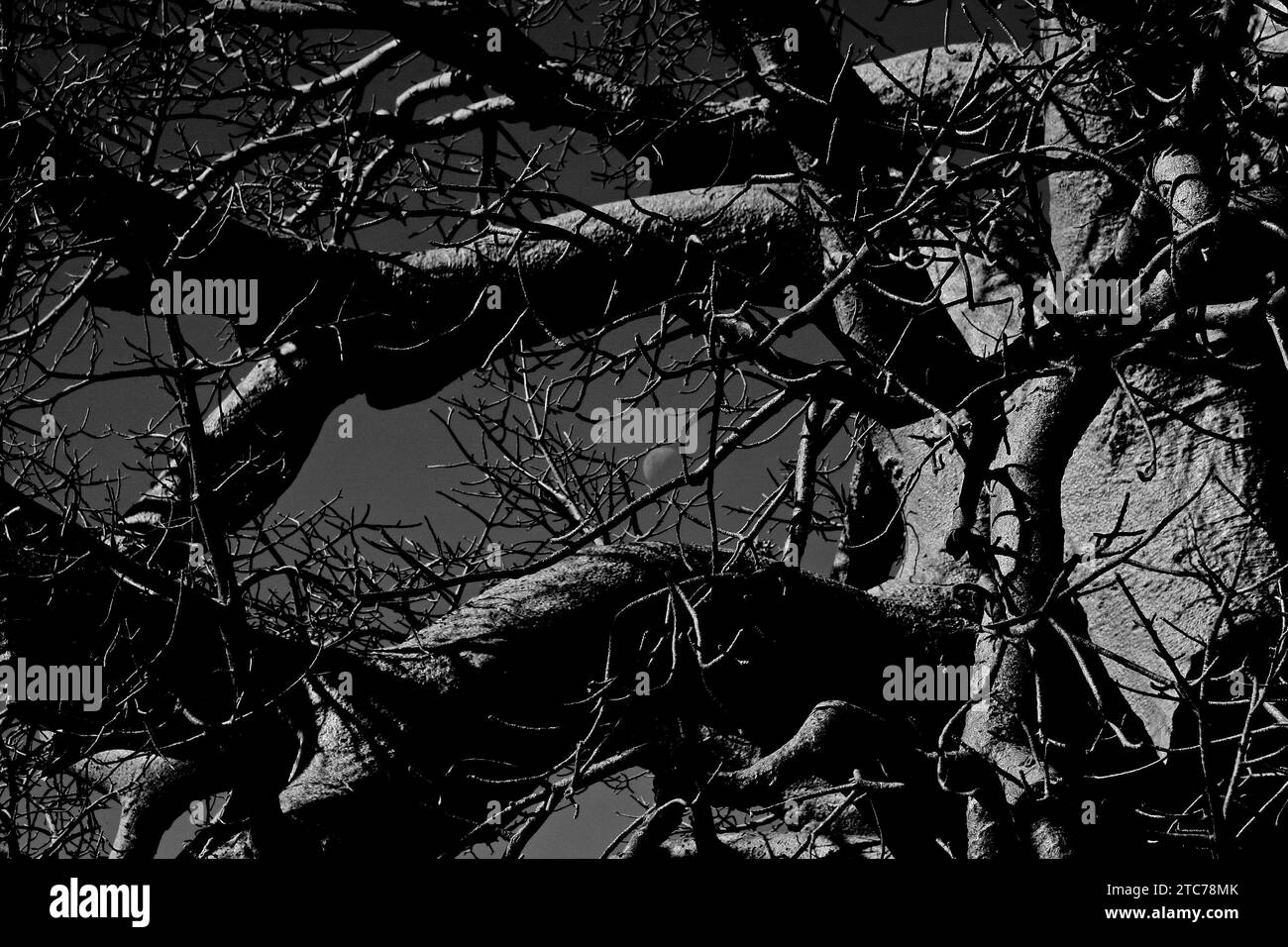 Baobab in the Kalahari desert, Botswana Stock Photo Alamy