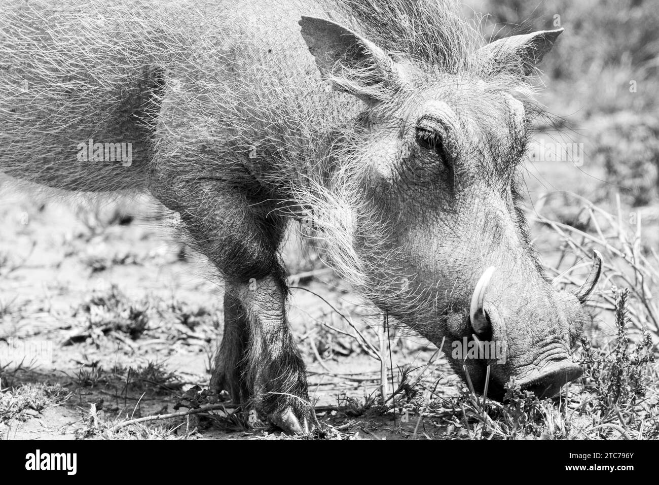 Black and white image of a Common Warthog (Phacochoerus africanus) close up on the head while foraging, Eastern Cape, South Africa Stock Photo